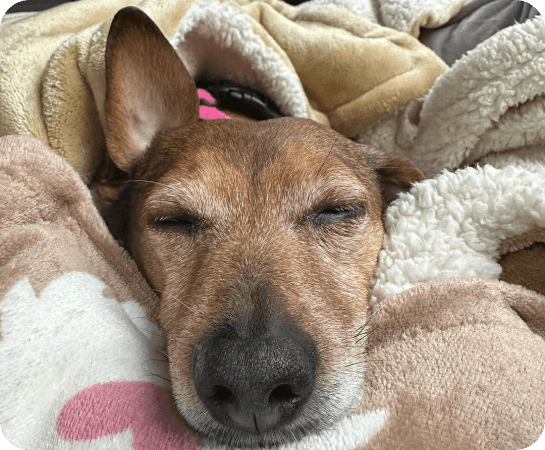 Rhian the dog curled up fast asleep in a fleece blanket after a walk