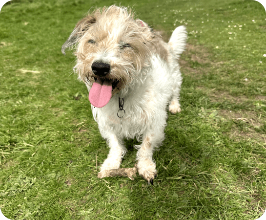 Bramble, a scruffy white and tan terrier, standing on the grass with her tongue out